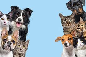 Revolución Pet-Friendly
