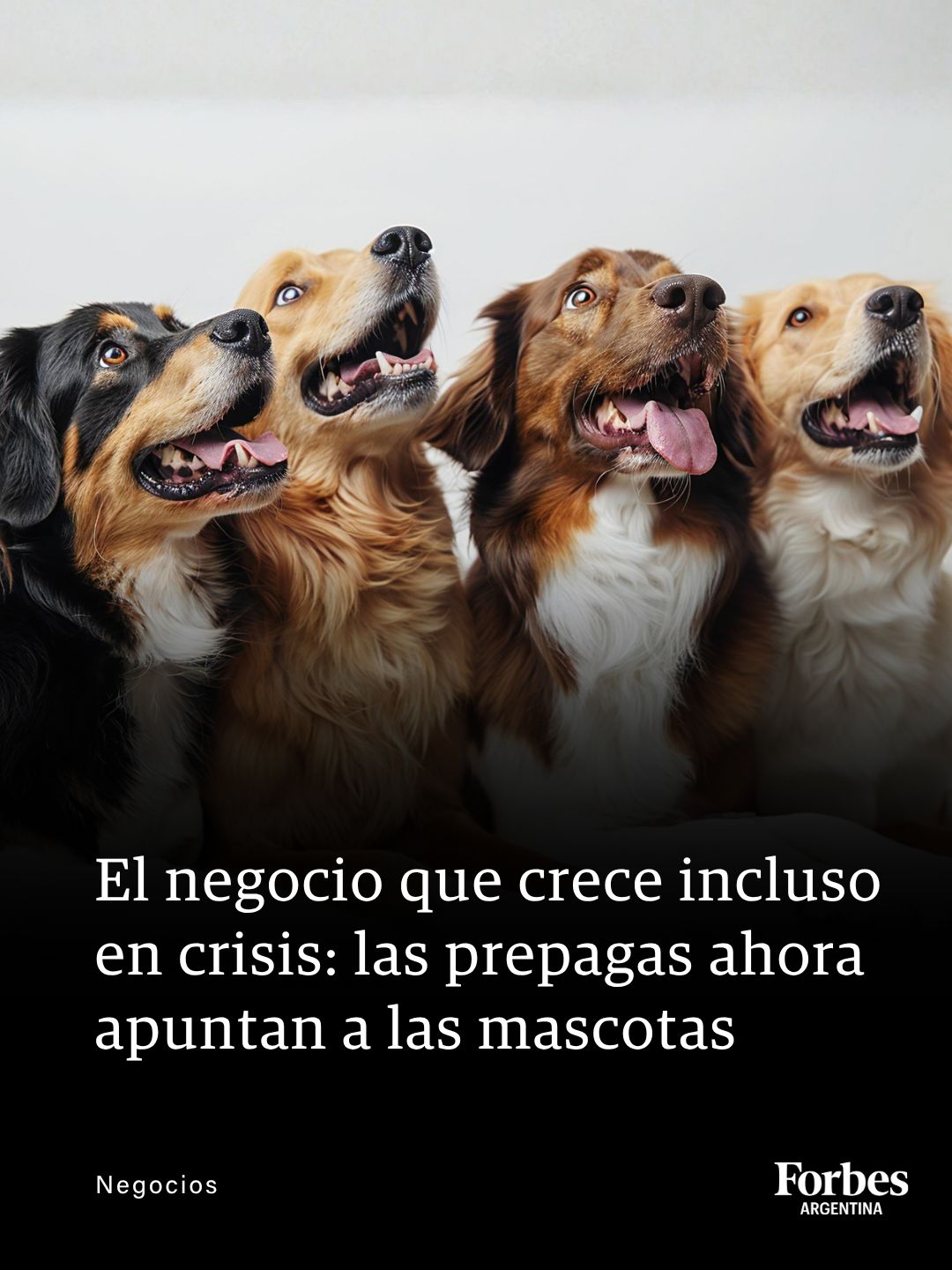 Mascotas familia